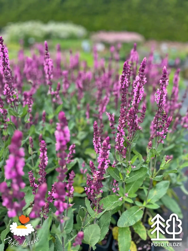 Salvia × superba   'Caradonna Pink'
